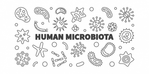 Le relazioni intricate tra microbiota intestinale, esercizio fisico, telomeri e longevità